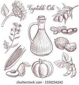 Vector Drawing Bottle Of Vegetable Oil And Plants ,hand Drawn Illustration