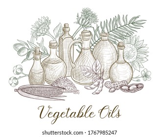 vector drawing bottles of major vegetable oils and plants, nuts and seds ,hand drawn illustration