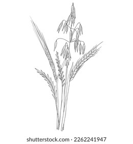 vector drawing bouguet of grass plants, oat,wheat and rye,line drawing floral elements, hand drawn illustration