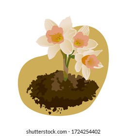 Vector drawing of a bouquet of flowers planted in handmade earth on a white isolated background. Daffodils flat, cartoon. Registration of cards, menus, banners, printing on fabric, covers