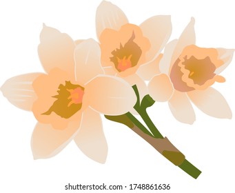Dibujo vectorial de un ramo de flores hechas a mano sobre un fondo blanco aislado. Caricatura de dibujos animados. Registro de tarjetas, menús, banners, impresión en tela, portadas