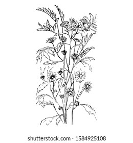Vector drawing of a bouquet. Ink sketch. Manual work. Great idea for postcard, calendar, holiday invitation, wrapping paper. Suitable for decoration of frames, diaries
