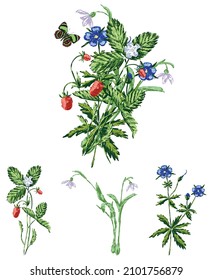 Vector drawing of bouquet from sprigs wild strawberries and forest flowers