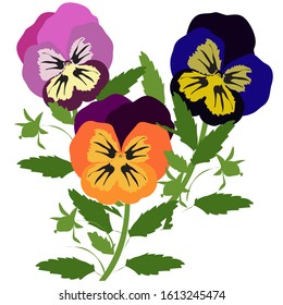 vector drawing bouquet of violets pansies on a transparent background