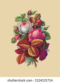 Dibujo vectorial de un ramo con rosas blancas y rosas rosadas de estilo vintage 