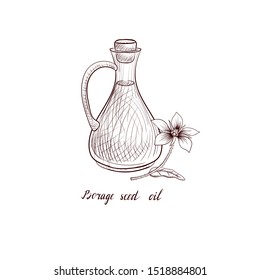 vector drawing brage seed oil, bottle of vegetable oil and Borago officinalis plant, hand drawn illustration