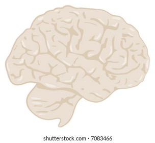Vector drawing of brain isolated on white background.
