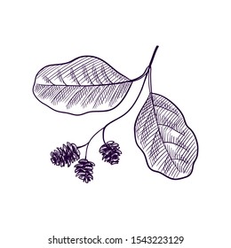 vector drawing branch of alder tree with leaves and cones, hand drawn illustration