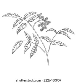 vector drawing branch of Amur cork tree with leaves and berries, Phellodendron amurense, herb of traditional chinese medicine, hand drawn illustration svg