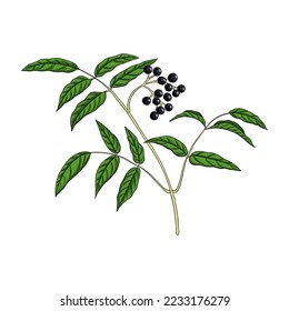 vector drawing branch of Amur cork tree with leaves and berries, Phellodendron amurense, herb of traditional chinese medicine, hand drawn illustration svg