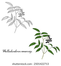 vector drawing branch of Amur cork tree with leaves and berries, Phellodendron amurense, herb of traditional chinese medicine, hand drawn illustration