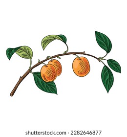 vector drawing branch of apricot with fruits and leaves isolated at white background, hand drawn illustration