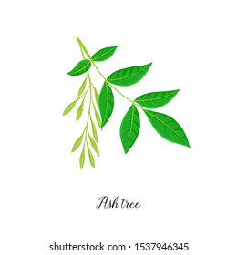vector drawing branch of ash tree with leaf and seeds, hand drawn illustration