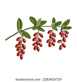 rama de dibujo vectorial de la barbera con bayas rojas y hojas verdes aisladas en fondo blanco, ilustración dibujada a mano