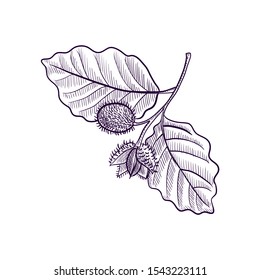 vector drawing branch of beech tree, hand drawn illustration