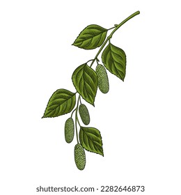 vector drawing branch of birch with green leaves and catkins isolated at white background, hand drawn illustration