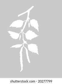 vector drawing of the branch of the birch on gray background