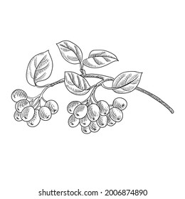 Chokeberry Stock Vectors, Images & Vector Art | Shutterstock