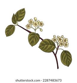 rama de dibujo vectorial del macizo negro con flores y hojas verdes aisladas en fondo blanco, ilustración dibujada a mano