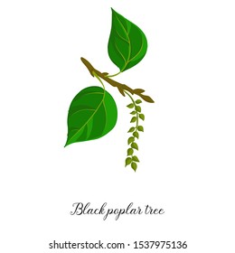 Vector Drawing Branch Of Black Poplar Tree, Hand Drawn Illustration