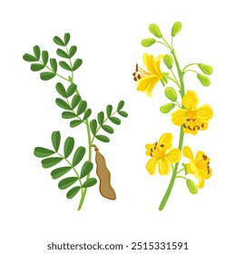 vector drawing branch of blue palo verde tree with green leaves and yellow flowers, Parkinsonia florida isolated at white background, hand drawn illustration