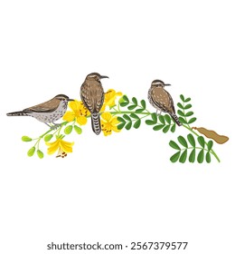 vector drawing branch of blue palo verde tree with green leaves and yellow flowers and cactus wren birds, Parkinsonia florida isolated at white background, hand drawn illustration