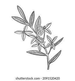 vector drawing branch of boronia isolated at white background, hand drawn illustration