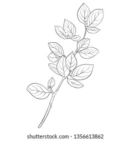 vector drawing branch of breaking buckthorn with leaves, hand drawn illustration