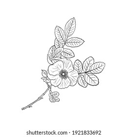 vector drawing branch of brier, wild rose, hand drawn illustration