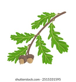 ramo de desenho vetorial de árvore de carvalho com folhas verdes e bolotas, Quercus macrocarpa isolado no fundo branco, ilustração desenhada à mão