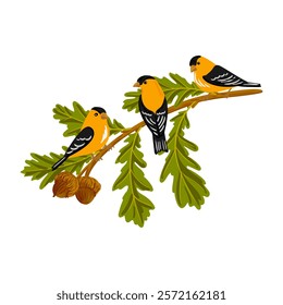 vector drawing branch of burr oak tree with green leaves and acorns and birds of American goldfinch, Quercus macrocarpa isolated at white background, hand drawn illustration