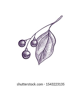 vector drawing branch of camphor tree, hand drawn illustration
