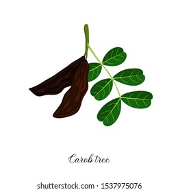 vector drawing branch of carob tree, hand drawn illustration