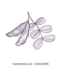 vector drawing branch of carob tree, hand drawn illustration