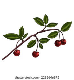 rama de dibujo vectorial de cerezo con hojas verdes y bayas rojas aisladas en fondo blanco, ilustración dibujada a mano