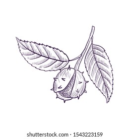 vector drawing branch of chestnut tree, hand drawn illustration