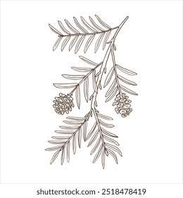 vector drawing branch of coastal redwood tree with leaves and cones, Sequoia sempervirens isolated at white background, hand drawn vintage illustration