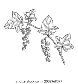 Vektorgrafik des Johannisbeers mit Blättern und Beeren, handgezeichnet Vintage-Illustration