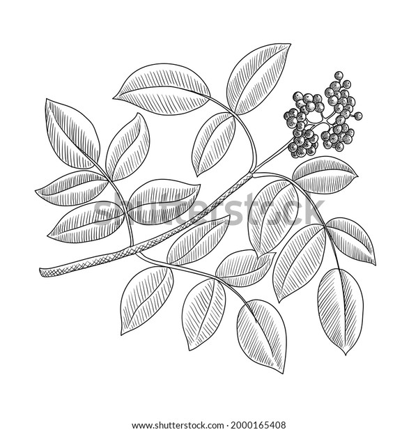 Vector Drawing Branch Elder Tree Leaves Stock Vector (Royalty Free ...