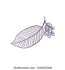 vector drawing branch of elm tree with leaf and seeds, hand drawn illustration