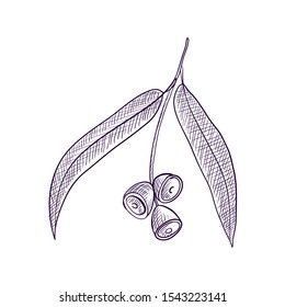 vector drawing branch of eucalypt tree, hand drawn illustration