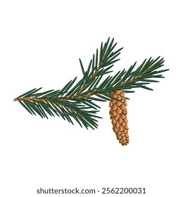 vector drawing branch of European spruce tree with green leaves and cones , Picea abies isolated at white background, hand drawn illustration