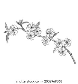 vector drawing branch of flowering plum tree with leaves and flowers, hand drawn vintage illustration