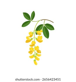 vector drawing branch of golden chain , laburnum tree with green leaves and yellow flowers , isolated at white background, hand drawn illustration