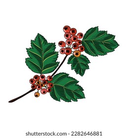 vector drawing branch of hawthorn with red berries and green leaves isolated at white background, hand drawn illustration
