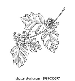 vector drawing branch of hawthorn tree with leaves and berries, Crataegus, , hand drawn vintage illustration