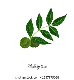 vector drawing branch of hickory tree, hand drawn illustration