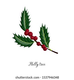 vector drawing branch of holly tree with green leaves and red berries, hand drawn illustration