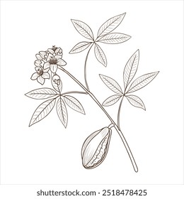 vector drawing branch of kapok tree with leaves, flowers and fruit , Java cotton, Ceiba pentandra isolated at white background, hand drawn vintage illustration