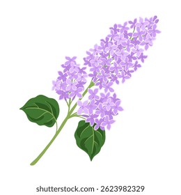 vector drawing branch of lilac with flowers and leaves isolated at white background, floral elements, hand drawn botanical illustration